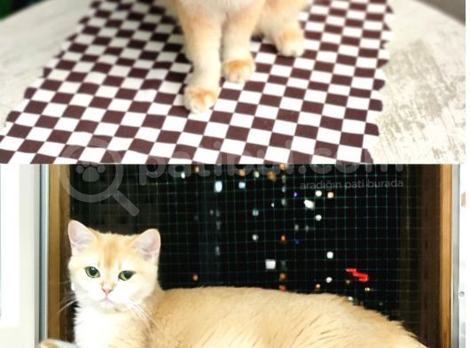 Dişi Ve Erkek Golden Bebek görsel