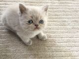 Saf British Shorthair Yavrular