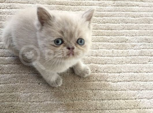 Saf British Shorthair Yavrular görsel