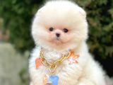 Ayı Surat Sevimli Mini Boy Pomeranian Yavrular