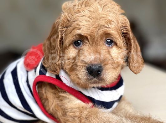 Orjinal Multigen Maltipoo Bebekler görsel