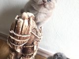 Saf British Shorthair Yavrular