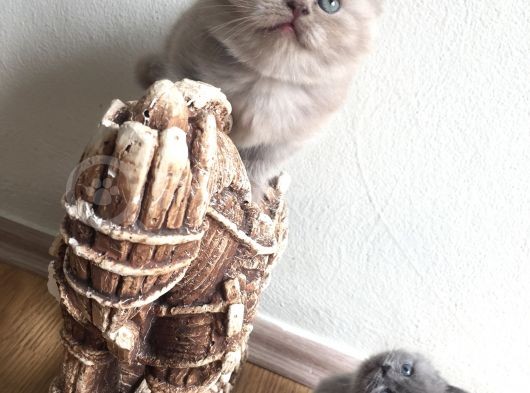 Saf British Shorthair Yavrular görsel