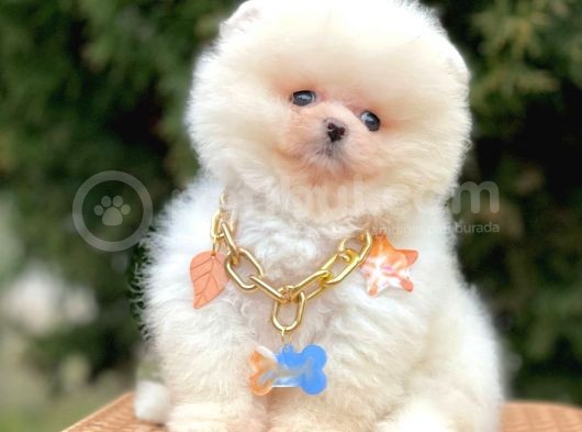 Ayı Surat Sevimli Mini Boy Pomeranian Yavrular görsel