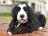 Muhtesem Guzellikte Bernedoodle Bebekler