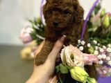 Toy Poodle Mini Boy Yavrular