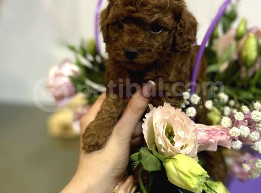 Toy Poodle Mini Boy Yavrular görsel