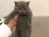Ayı Surat Brtısh Shorthair Bebeklerim
