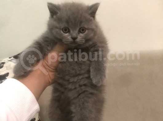 Ayı Surat Brtısh Shorthair Bebeklerim görsel