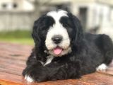 Muhtesem Guzellikte Bernedoodle Bebekler