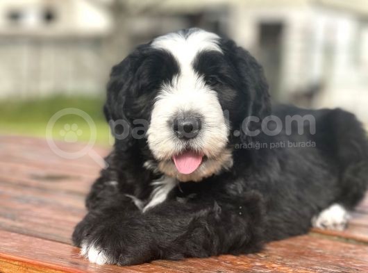 Muhtesem Guzellikte Bernedoodle Bebekler görsel