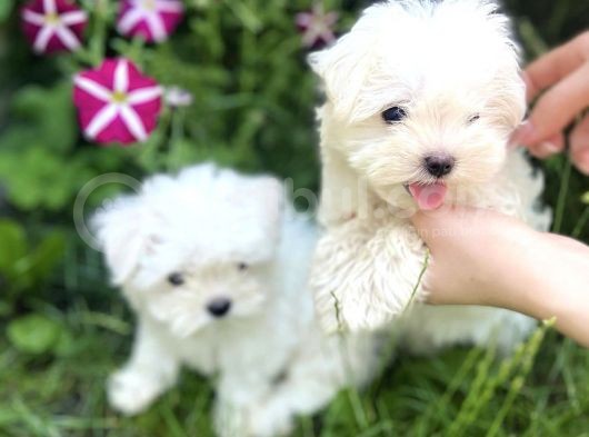 Mini Boy Kar Beyaz Maltese görsel