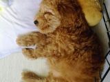 Toy Poodle Tarçın