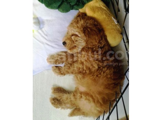 Toy Poodle Tarçın görsel