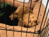 Toy Poodle Tarçın