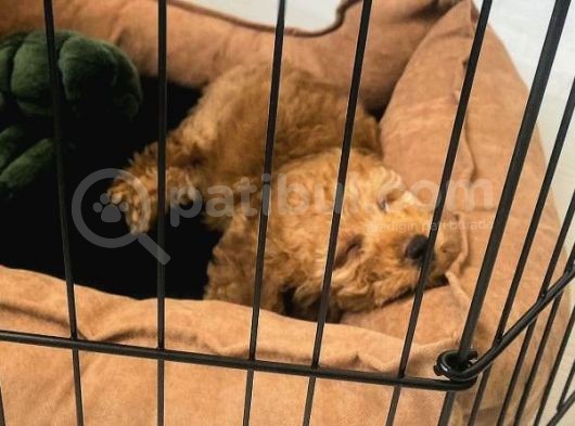Toy Poodle Tarçın