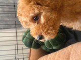 Toy Poodle Tarçın