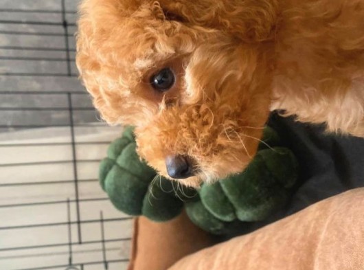 Toy Poodle Tarçın görsel
