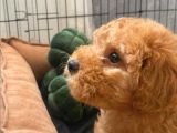 Toy Poodle Tarçın