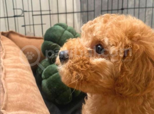 Toy Poodle Tarçın görsel