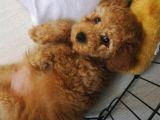 Toy Poodle Tarçın