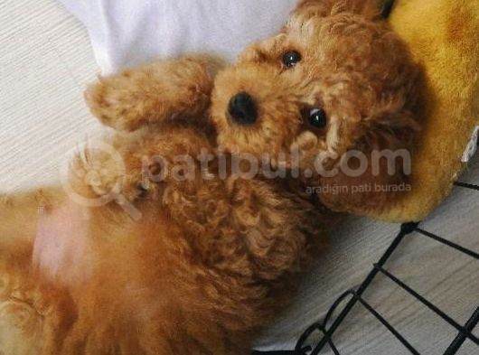 Toy Poodle Tarçın görsel