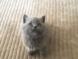 Saf British Shorthair Yavrular