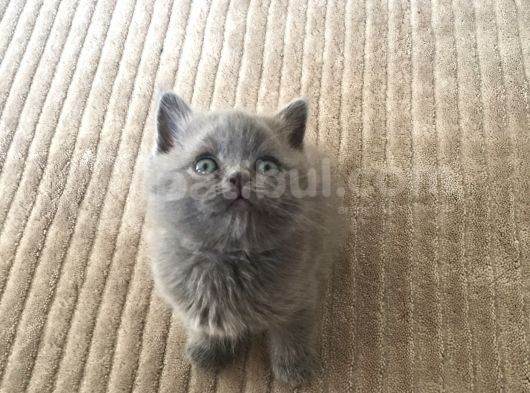 Saf British Shorthair Yavrular