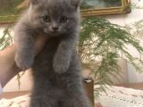 Ayı Surat Brtısh Shorthair Bebeklerim