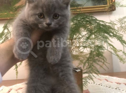 Ayı Surat Brtısh Shorthair Bebeklerim görsel