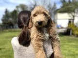 Türkiyede Tek Labradoodle Yavrularimiz