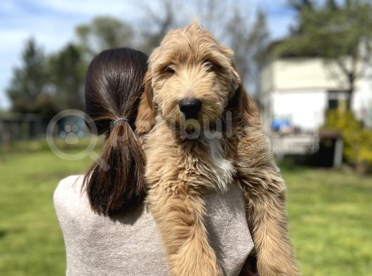 Türkiyede Tek Labradoodle Yavrularimiz
