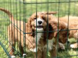 Orjinal Cavapoo Yavrular Ciftligimizden