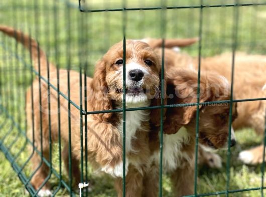 Orjinal Cavapoo Yavrular Ciftligimizden görsel