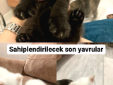 Acil Sahiplendirme