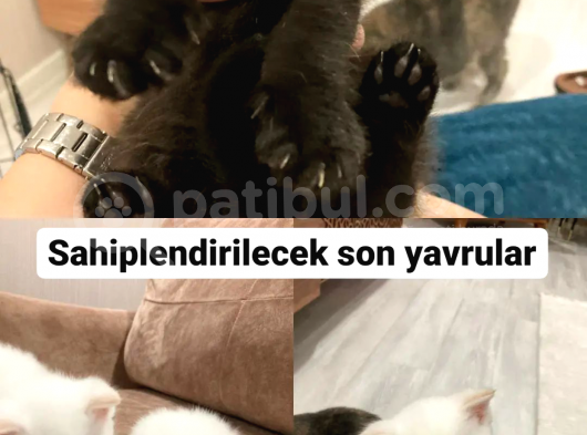 Acil Sahiplendirme