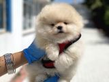 Teddy Face Pomeranian Boo Bebekler