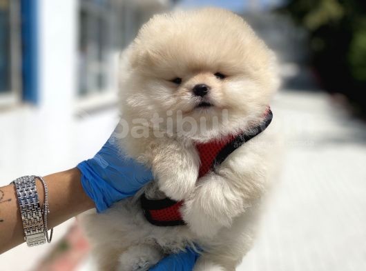 Teddy Face Pomeranian Boo Bebekler görsel