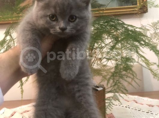 Ayı Surat Brtısh Shorthair Bebeklerim görsel