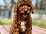 Irk Ve Saglik Garantili Poodle Bebekler