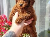 Red Brown Toy Poodle