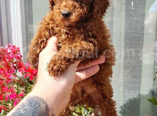 Red Brown Toy Poodle görsel