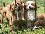 Orjinal Cavapoo Yavrular Ciftligimizden