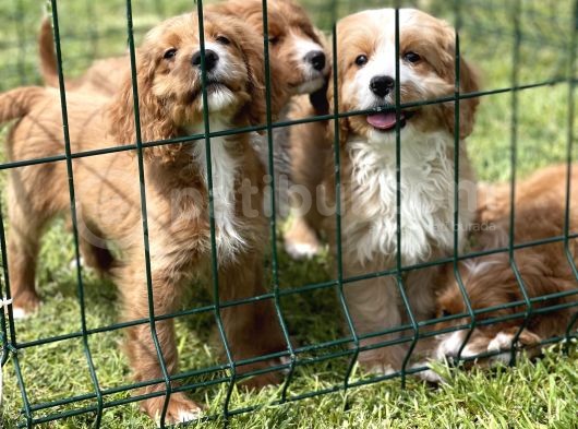Orjinal Cavapoo Yavrular Ciftligimizden