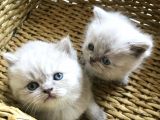 Saf British Shorthair Yavrular