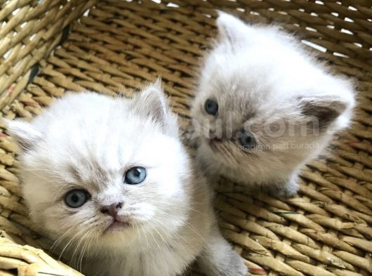 Saf British Shorthair Yavrular görsel