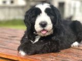Muhtesem Guzellikte Bernedoodle Bebekler