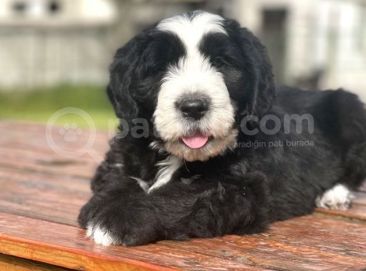 Muhtesem Guzellikte Bernedoodle Bebekler görsel