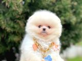 Ayı Surat Sevimli Mini Boy Pomeranian Yavrular