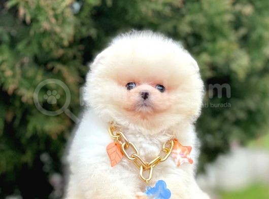 Ayı Surat Sevimli Mini Boy Pomeranian Yavrular görsel
